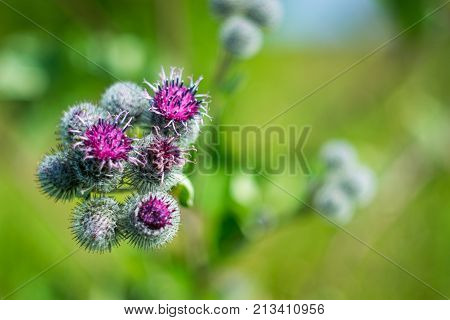 bright flowers macro photo color close up