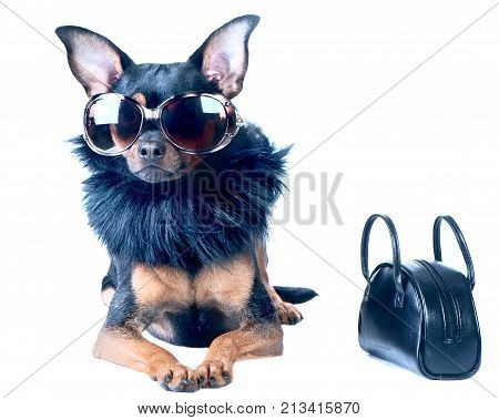Stylish chic dog Toy Terrier Chihuahua. Star diva in fashionable  fur boa next handbag