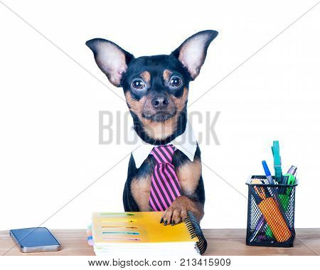 Dog office worker isolated. A dog in a tie and a white collar in the office. Russian Toy Terrier. Director Manager Worker fun