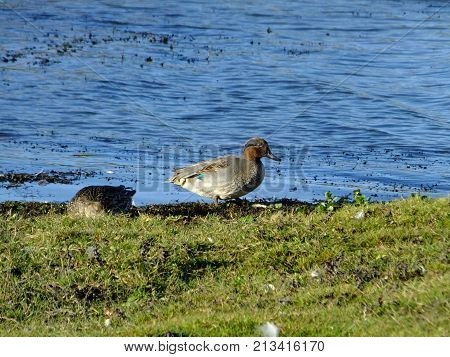 Male and female teal close to waters edge, late autumn