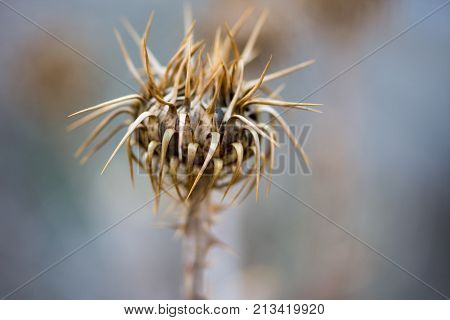 Macro shoot of the dried Arctium flower