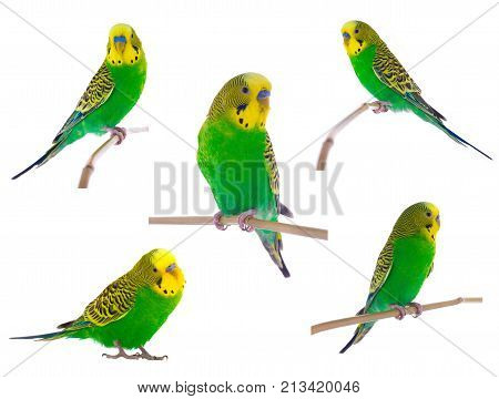 green budgie isolated on a white background