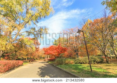 Japan autumn Beautiful autumn leaves of Obuse park Nagano PrefectureJapan.