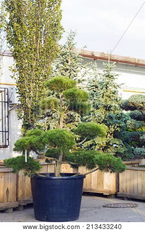 Big Pine topiary in form of clouds evergreen tree in pot in garden