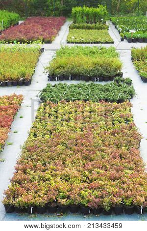 Rows of seedlings of different plants in pots sold in garden center
