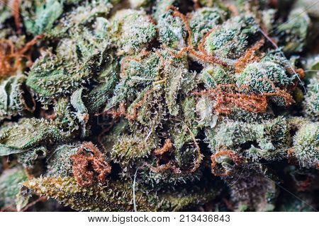 cannabis trichomes macro photo of plant marijuana bud health, cultivation of hybrid varieties of Indica and Sativa medical universities