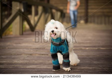 Happy dog in warm clothes for a walk