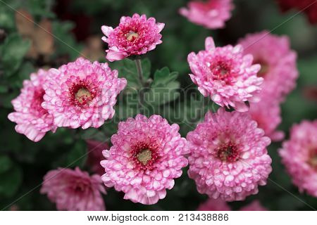 Background of miniature chrysanthemums pink. On the flowers the dew.