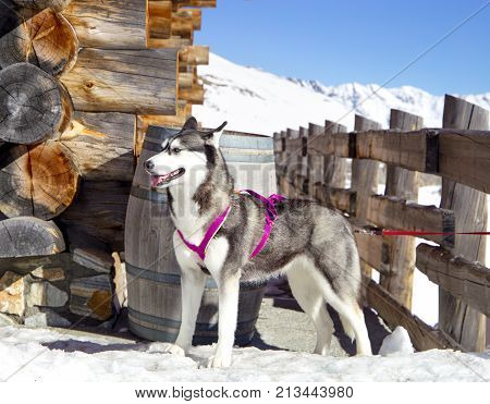 Siberian Husky resting on the snow near wooden house.