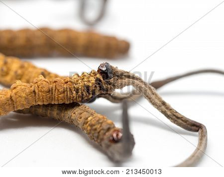 close up Ophiocordyceps sinensis (CHONG CAO DONG CHONG XIA CAO) or mushroom cordyceps this is a herbs. Medicinal properties in the treatment of diseases.