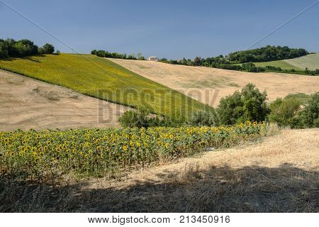 Rural landscape at summer along the road from Fermo to Monterubbiano (Marches italy)
