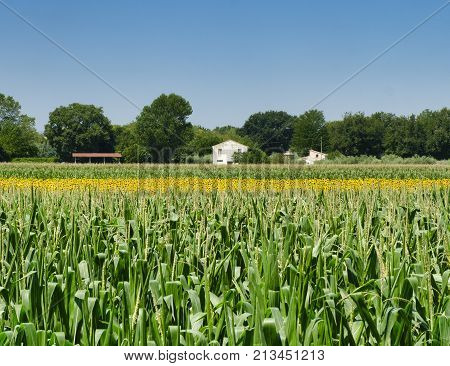 Rural landscape at summer along the road from Recanati to San Firmano (Macerata Marches italy)