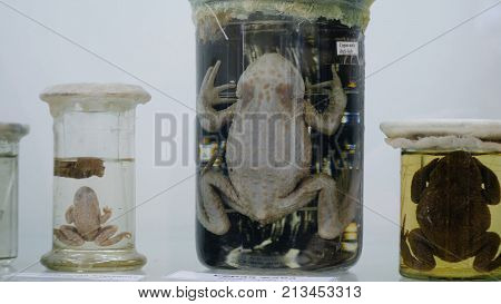 Toad Preserved In Formaldehyde In Glass Jar With Back Lighting. Preserved Specimens Of Frogs.