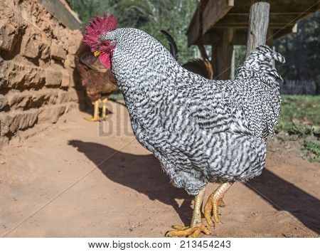A Plymouth Rock rooster or male chicken on a farm.