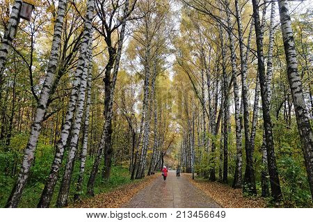 Birch Alley in the Terletsky Park in Autumn