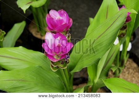 Curcuma sessilis flower or pink siam tulip.
