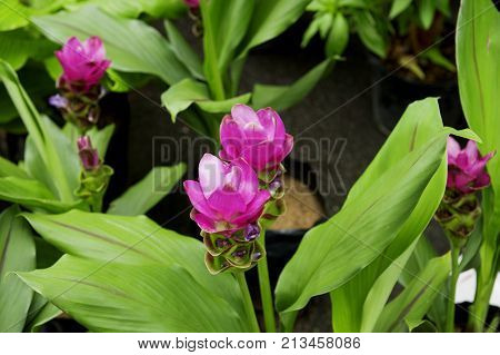 Curcuma sessilis flower or pink siam tulip.