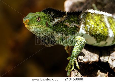 Fijian Crested Iguana (brachylophus Vitiensis) On Viti Levu Island, Fiji