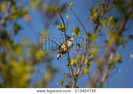 Red Whiskered Bulbul Bird On Tree