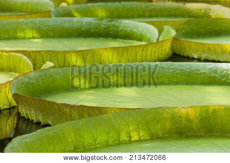 Closeup of the huge floating lilly pad leaves of Victoria Regia in the rain forest