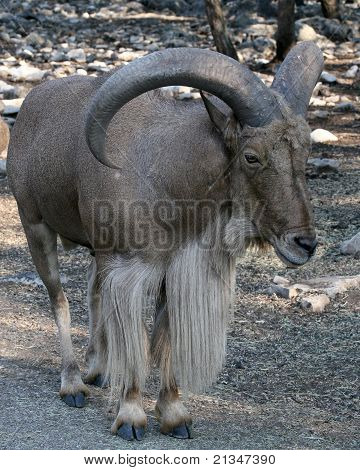 Aoudad