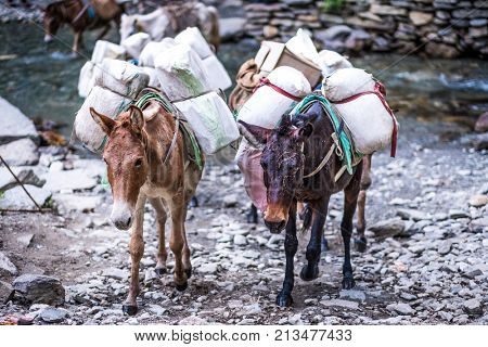 Two old donkeys carrying goods through stone trail in Nepalese Himalayas.