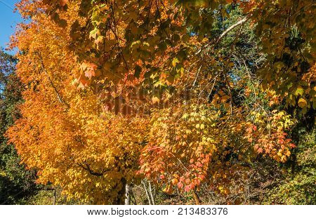 A background shot of orange and yellow Autumn leaves.