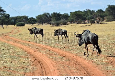 Blue Wildebeest Antelope, Namibia