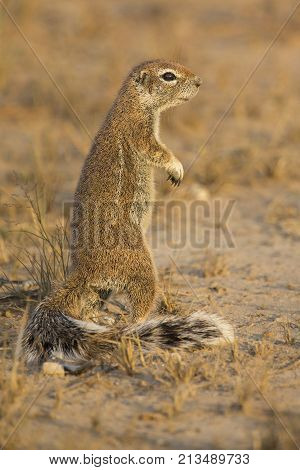 One Ground Squirrel looking for food in the dry Kalahari sand