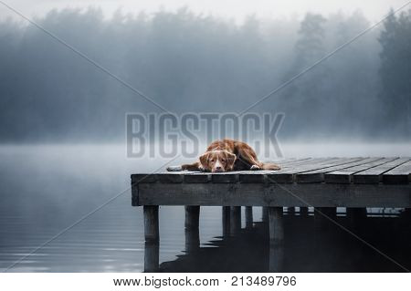 Dog Nova Scotia duck tolling Retriever lies on a wooden pier by a lake in the fog
