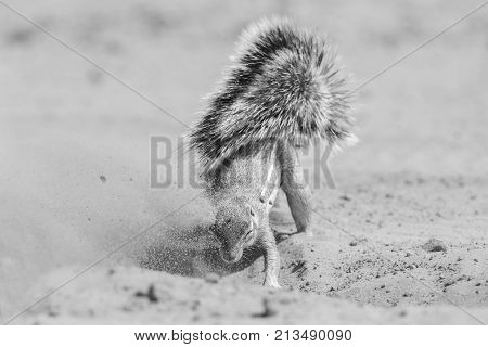 One Ground Squirrel looking for food in the dry Kalahari sand artistic conversion