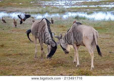 Antelopes are fighting Gnu on safari in Kenya