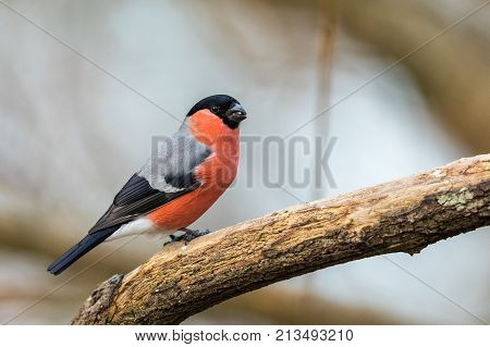 Common Bullfinch Or Eurasian Bullfinch Pyrrhula Pyrrhula, Sitting On A Branch With Soft Background