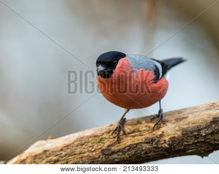 Common Bullfinch Or Eurasian Bullfinch Pyrrhula Pyrrhula, Sitting On A Branch With Soft Background