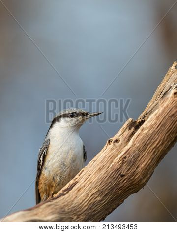 Eurasian Nuthatch Sitta Europaea Sitting On Dead Branch, Vertical Image