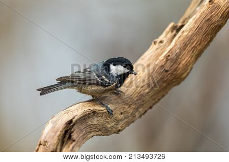 Coal Tit Perched On A Curved Branch