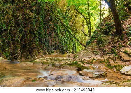 Creek and steep wall with ivy in the ravine Chudo-Krasotka in sunny summer day Sochi Russia