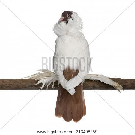 German helmet with feathered feet pigeon perched on stick in front of white background