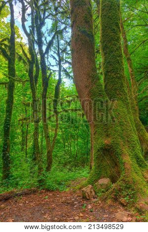 Several mossy boxwood trees near big trunk of old tree in the forest in summer day