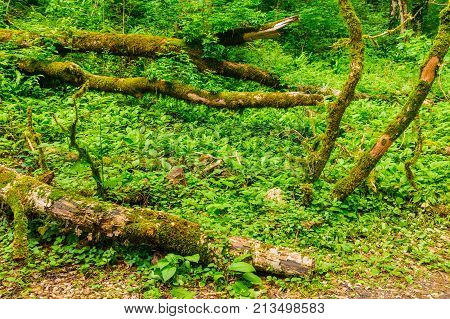 Mossy trunks of broken trees lying on the grass the fores in summer day