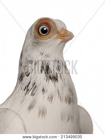 Budapest Highflier pigeon in front of white background