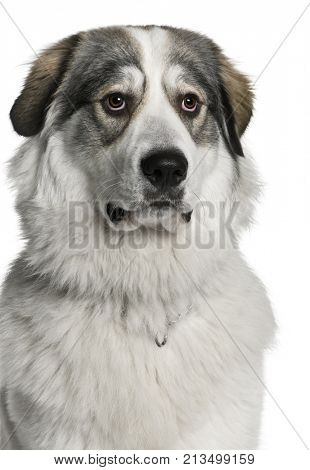 Pyrenean Mountain Dog, known as the Great Pyrenees, 8 months old, sitting in front of white background