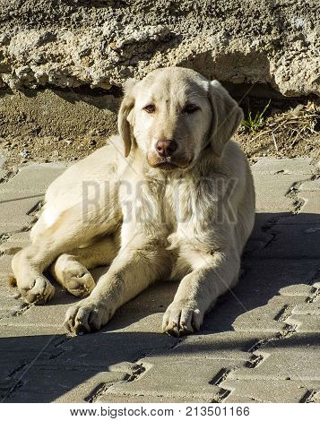 street dog pictures, unattended dog pictures, harmless dog while standing still