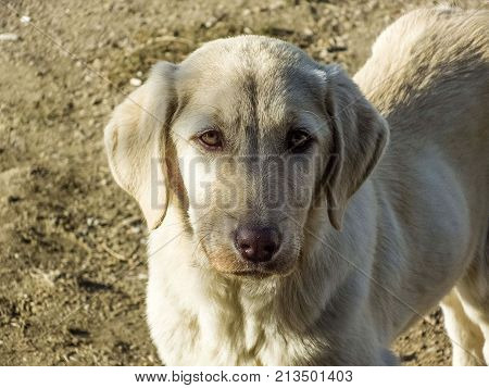 street dog pictures, unattended dog pictures, harmless dog while standing still