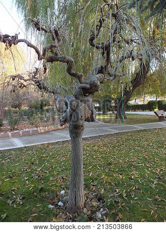 interesting and different tree types, curve tree types, interesting curve tree pictures
