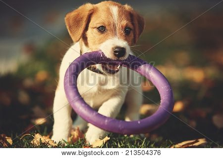 Dog breed Jack Russell Terrier playing in autumn park.