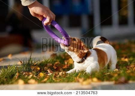 Dog breed Jack Russell Terrier playing in autumn park.