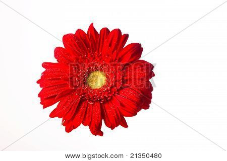 Kırmızı Gerbera papatya