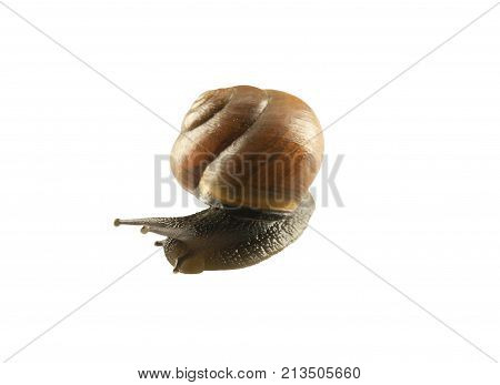 forest snail, Cepaea nemoralis on a white background