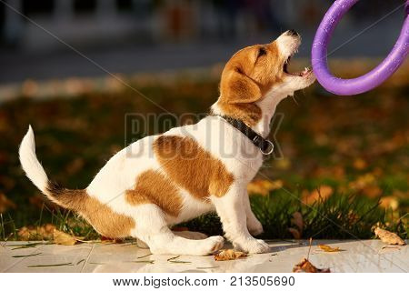Dog breed Jack Russell Terrier playing in autumn park.